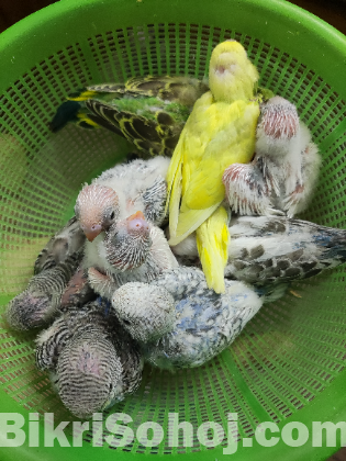 Budgerigar/ বাজরিগার